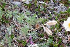 Oxytropis arctica
