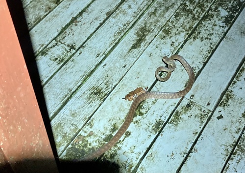 Brown Tree Snake sighting