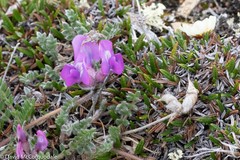Oxytropis arctica