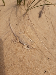 Phrynocephalus guttatus