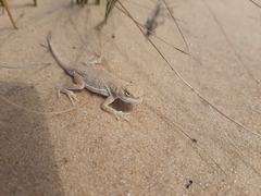 Phrynocephalus guttatus