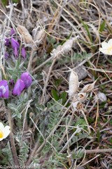 Oxytropis arctica