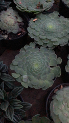 Aeonium tabuliforme