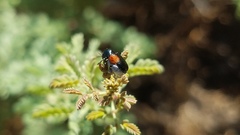 Saxinis saucia