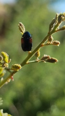 Saxinis saucia