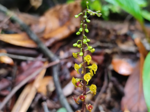 Crepidium bancanoides observed 2024-12-21