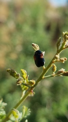 Saxinis saucia