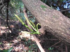 Gnetum luofuense