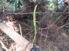 Gnetum luofuense