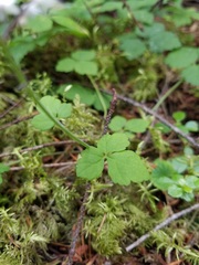 Tiarella trifoliata trifoliata