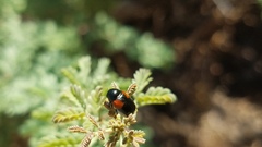 Saxinis saucia