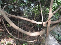 Gnetum luofuense