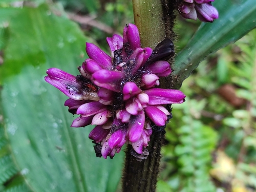 Amischotolype hispida observed 2024-12-21