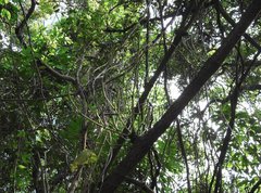 Gnetum luofuense