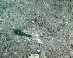 Yano's Goby photo 2