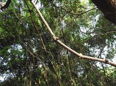Gnetum luofuense