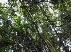 Gnetum luofuense