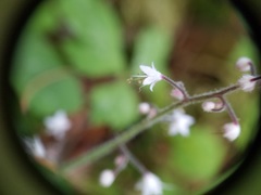 Tiarella trifoliata trifoliata
