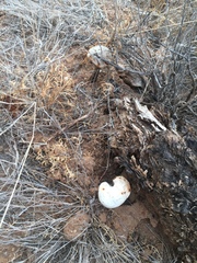 Battarreoides diguetii