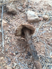 Battarreoides diguetii