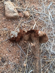 Battarreoides diguetii