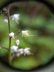 Tiarella trifoliata trifoliata