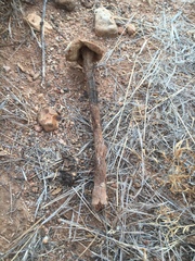 Battarreoides diguetii