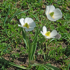 Ranunculus kuepferi