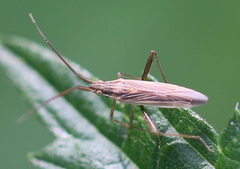 Stenodema calcarata