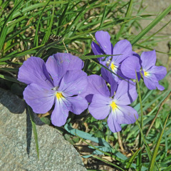 Viola calcarata