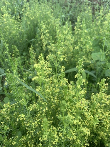 Tinytots (Galium capense)