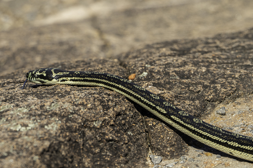 Diamond Python sighting