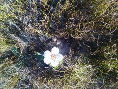 Adenandra uniflora