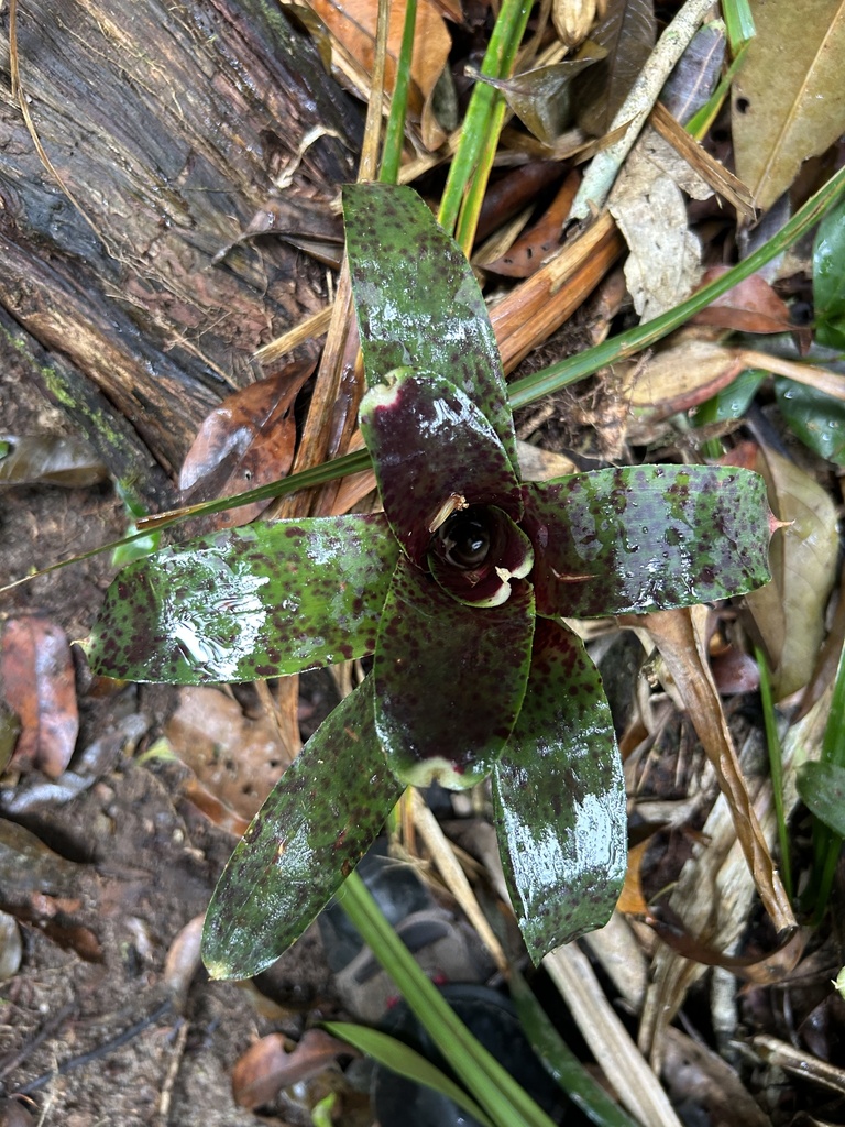 Neoregelia guttata