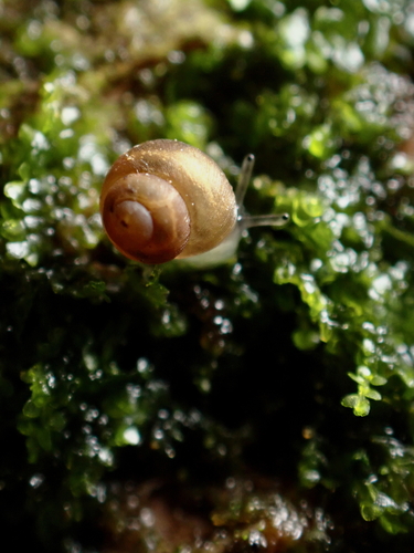 Pupisoma dioscoricola, 2024-12-21