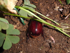 Oryctes nasicornis corniculatus