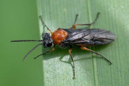 Horsetail sawfly