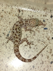 Hemidactylus turcicus