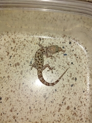 Hemidactylus turcicus