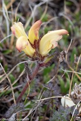 Pedicularis capitata