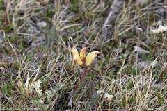 Pedicularis capitata
