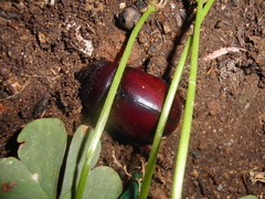 Oryctes nasicornis corniculatus
