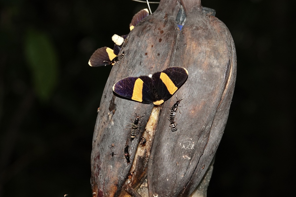 Buzara chrysomela (Buzara chrysomela)