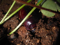 Oryctes nasicornis corniculatus