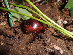 Oryctes nasicornis corniculatus