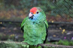 Amazona rhodocorytha