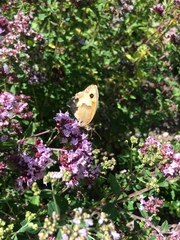 Maniola jurtina