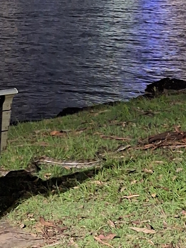Coastal Carpet Python sighting