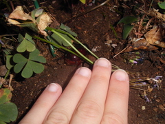 Oryctes nasicornis corniculatus