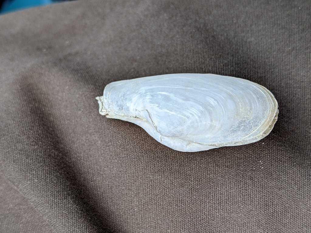 Exolaternula erythraea